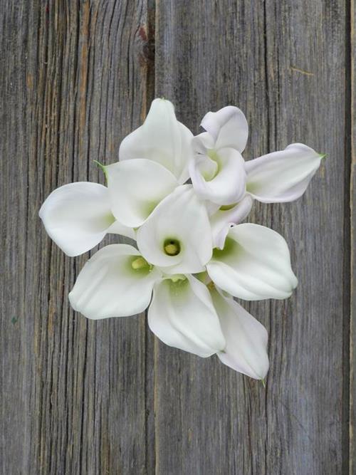 CRYSTAL BLUSH  WHITE MINI CALLA LILY